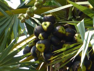 Nuts of sugar palm