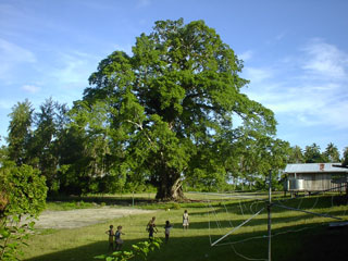 村の入り口にある巨大な木。Symbol Treeと呼ばれている