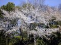 上野公園の桜 (A cherry at the corner of Ueno park)