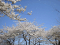 桜吹雪 (Spring wind blows cherry blossoms on the Shinobazu-no-ike pond)
