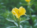 大待宵草の花 (Oenothera flower)