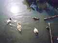 不忍池の鴨たち (Wild ducks [Genus Anas] on the Shinobazunoike-pond)