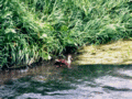 善福寺川の鴨 (Wild duck on the Zenpukuji River)
