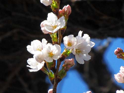 One of the first cherry blossoms in Maebashi on 5 April 2011