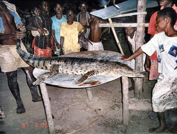 Crocodile caught in the secret pond of Wonie village on 30 Aug 1997