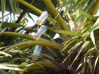 Taking syrup from sugar palm