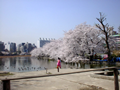 不忍池にかかる桜並木 (Cherry blossoms on the Shinobazu-no-ike pond)