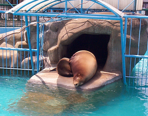 Sea lion at Johyama zoo