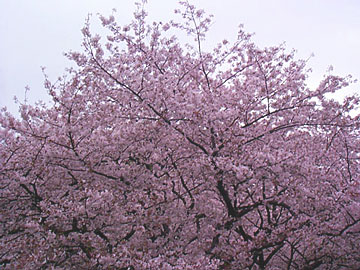 cherry blossoms at the Ueno park in y2k spring