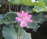 Lily at the Shinobazu pond