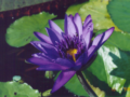 熱帯スイレン (Tropical Water Lily)
