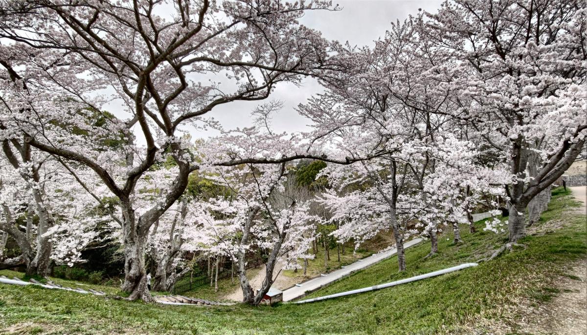 奥須磨公園2021年3月30日の桜満開