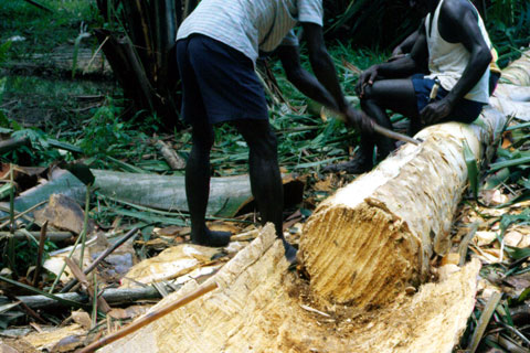 Decorticating sago palm