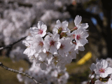 Oku-suma park cherry in 2018 spring