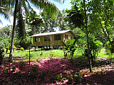 A newly built house in a village of Solomon Islands, over the many fallen blossoms.